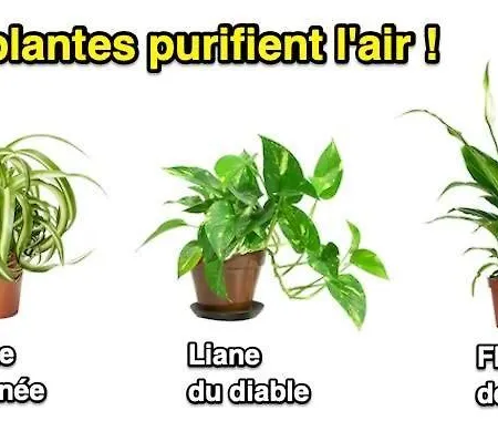 Apartment 18esiecle Proche Centre Pierre Plantes Boheme Lgbt